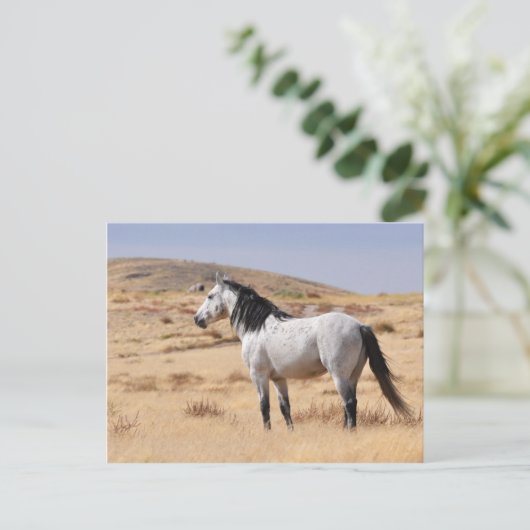 Graues Wildpferd auf Range, Utah Postkarte (Stehend Vorderseite)