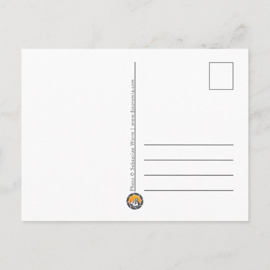 Graugans-Foto Feiertagspostkarte (Rückseite)