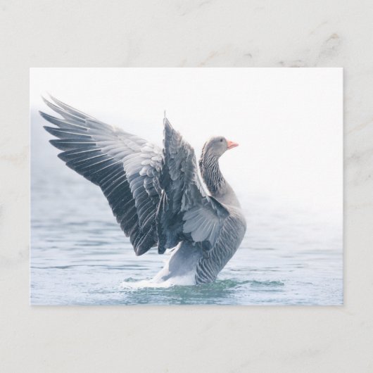 Graugans-Foto Feiertagspostkarte (Vorderseite)