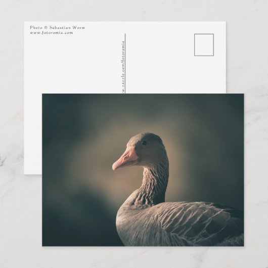 Graugans-Natur-Foto Postkarte (Vorne/Hinten)