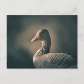 Graugans-Natur-Foto Postkarte (Vorderseite)