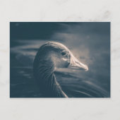 Graugans-Natur-Foto Postkarte (Vorderseite)