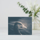 Graugans-Natur-Foto Postkarte (Stehend Vorderseite)