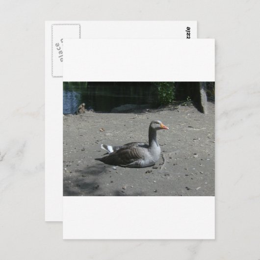Graugans Postkarte (Vorne/Hinten)