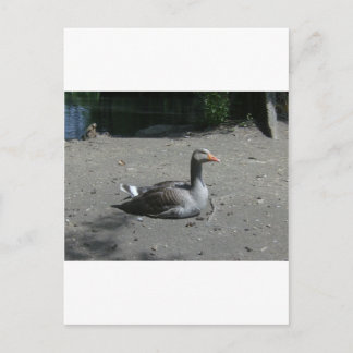 Graugans Postkarte