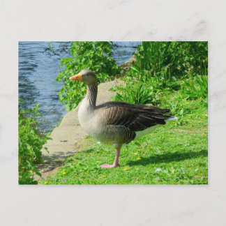 Graugans Postkarte