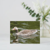 Graugans Postkarte (Stehend Vorderseite)