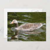 Graugans Postkarte (Vorne/Hinten)