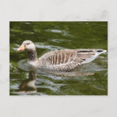 Graugans Postkarte (Vorderseite)