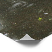 Graugans. Roath Park Lake, Cardiff, Wales Pos Poster (Ecke)