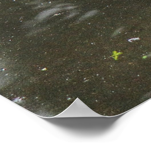 Graugans. Roath Park Lake, Cardiff, Wales Pos Poster (Ecke)