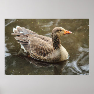 Graugans. Roath Park Lake, Cardiff, Wales Pos Poster