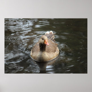Graugans. Roath Park Lake, Cardiff, Wales Pos Poster