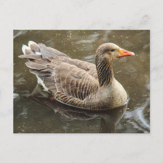 Graugans. Roath Park Lake, Cardiff, Wales Pos Postkarte