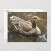 Graugans. Roath Park Lake, Cardiff, Wales Pos Postkarte (Vorne/Hinten)