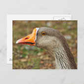 Graugans, Roath Park Lake, Cardiff, Wales Postkarte (Vorne/Hinten)