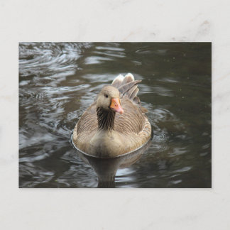 Graugans. Roath Park Lake, Cardiff, Wales Postkarte