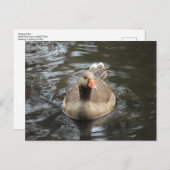 Graugans. Roath Park Lake, Cardiff, Wales Postkarte (Vorne/Hinten)