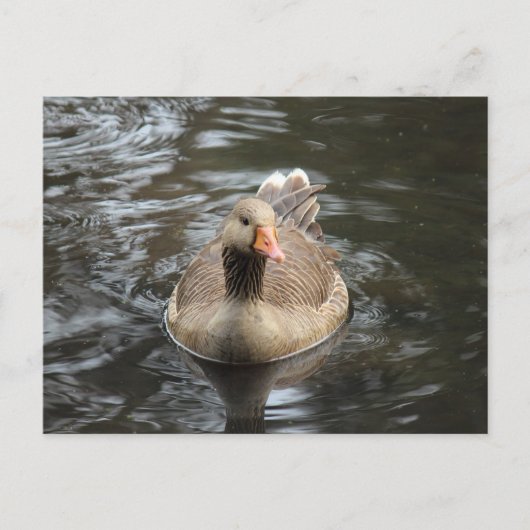 Graugans. Roath Park Lake, Cardiff, Wales Postkarte (Vorderseite)