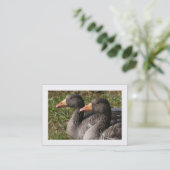 Graugänse (grenzt) visitenkarte (Stehend Vorderseite)