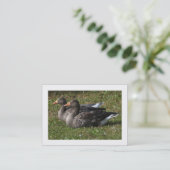 Graugänse (grenzt) visitenkarte (Stehend Vorderseite)