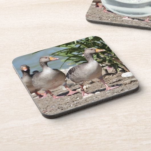 Graugänsewandergruppe Getränkeuntersetzer (Linke Seite)