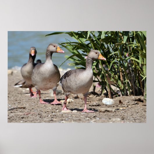 Graugänsewandergruppe Poster (Vorne)