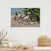 Graugänsewandergruppe Poster (Küche)