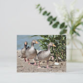 Graugänsewandergruppe Postkarte (Stehend Vorderseite)