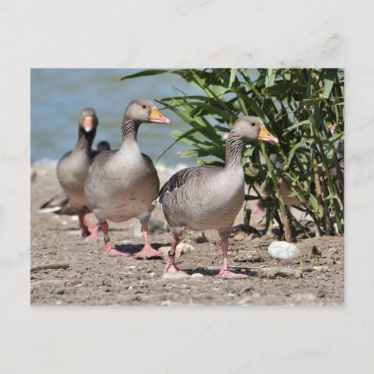 Graugänsewandergruppe Postkarte (Vorderseite)