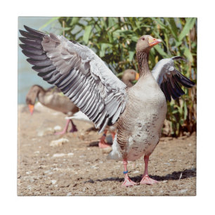 Graugorngans geöffnet fliese