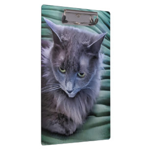 Graugrüne Mit Augen Katze Zwischenablage Klemmbrett