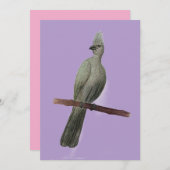 Graugürtelstift zeichnend feiertagskarte (Vorne/Hinten)