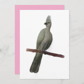 Graugürtelstift zeichnend feiertagskarte (Vorne/Hinten)