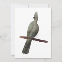 Graugürtelstift zeichnend