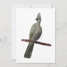 Graugürtelstift zeichnend feiertagskarte