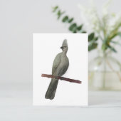 Graugürtelstift zeichnend postkarte (Stehend Vorderseite)