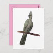 Graugürtelstift zeichnend postkarte (Vorne/Hinten)