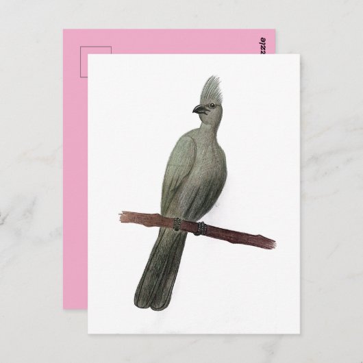 Graugürtelstift zeichnend postkarte (Vorne/Hinten)