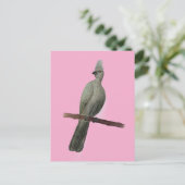 Graugürtelstift zeichnend postkarte (Stehend Vorderseite)