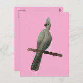 Graugürtelstift zeichnend postkarte (Vorne/Hinten)