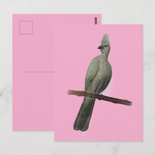 Graugürtelstift zeichnend postkarte (Vorne/Hinten)