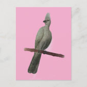 Graugürtelstift zeichnend postkarte (Vorderseite)