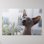Grauhaarlose Sphynx Cat Sniffing Pflanze Poster (Vorne)