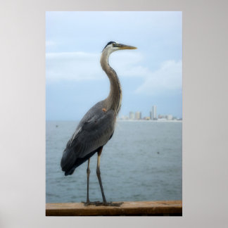 Grauheron am Steg Poster