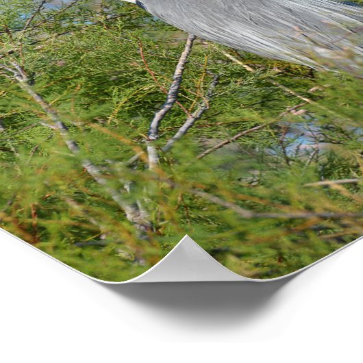 Grauheron in Bäumen Poster (Ecke)