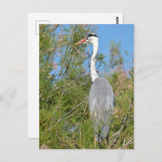 Grauheron in Bäumen Postkarte (Vorne/Hinten)