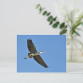 Grauheron Postkarte (Stehend Vorderseite)