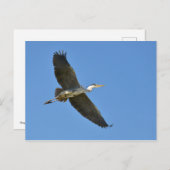 Grauheron Postkarte (Vorne/Hinten)