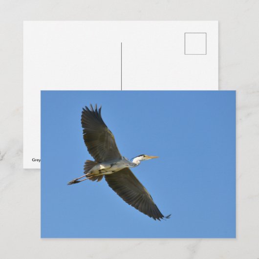 Grauheron Postkarte (Vorne/Hinten)